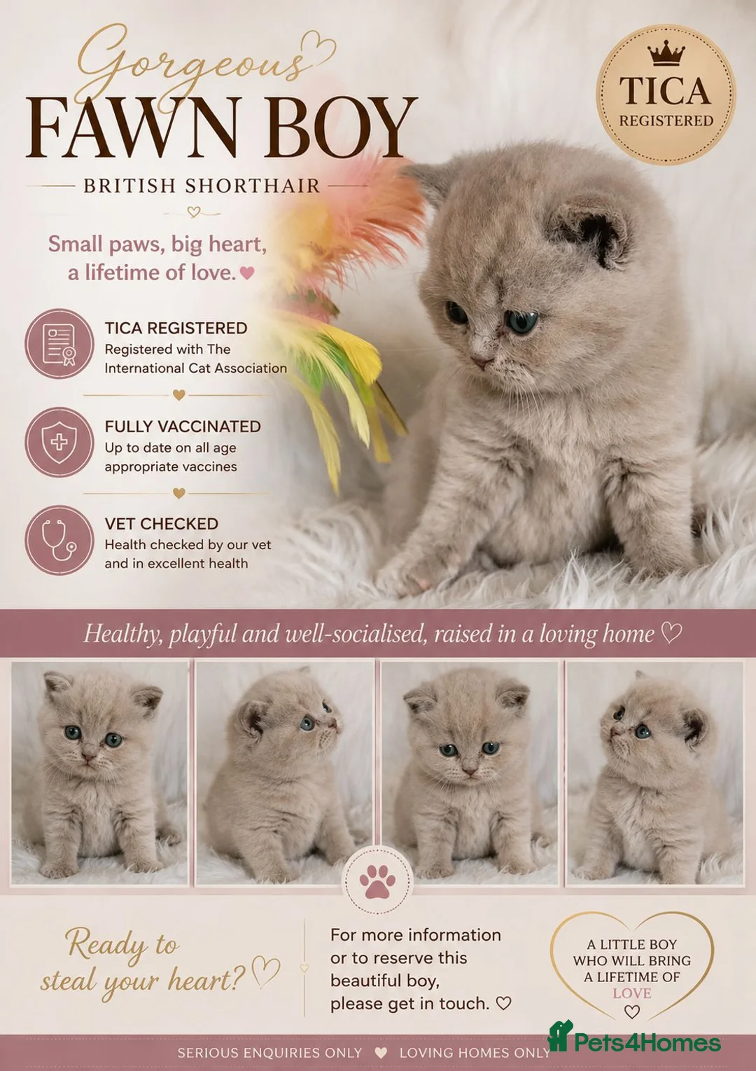 British Shorthair cats for sale: GCCF Champion line kittens - Advert 2