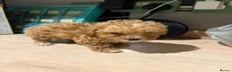 Poochon dogs for sale: Homebred poochons . Ready now  - Advert 5