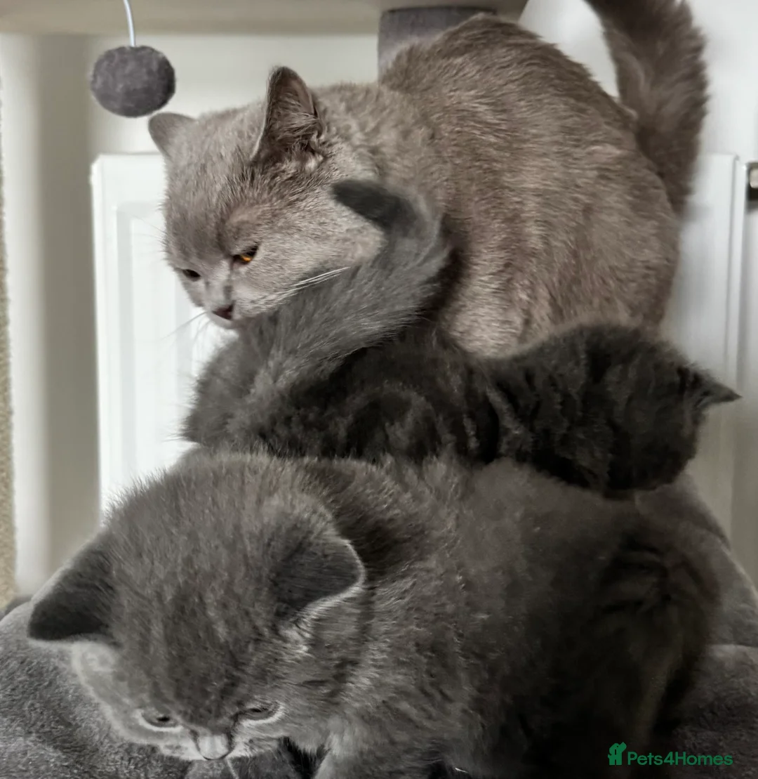 British Shorthair cats for sale: British Shorthair Kittens  - Advert 15