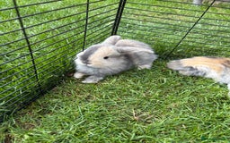 French Lop rabbits for sale: French lop bunnies for sale  in Daventry - Image 1