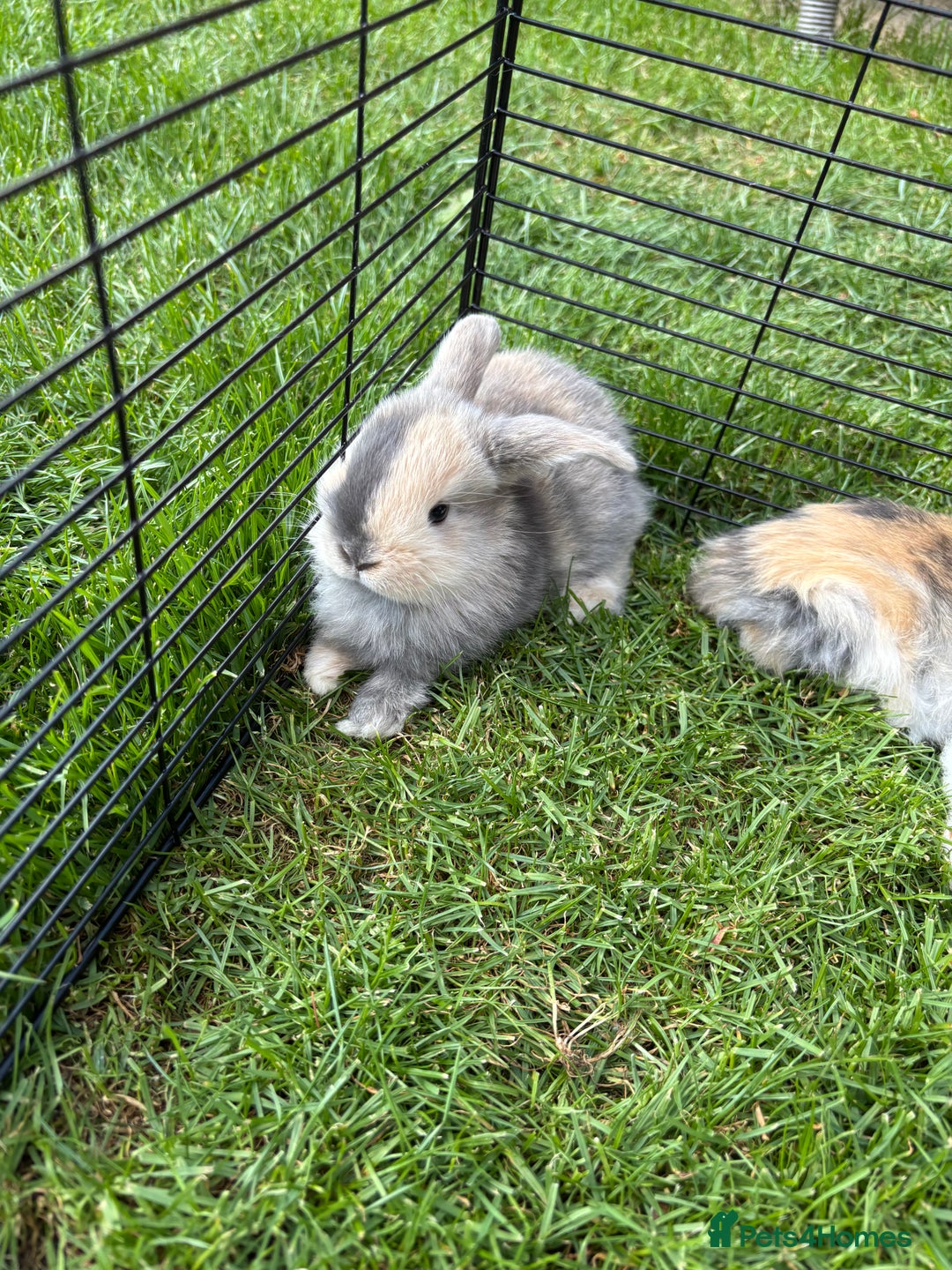 French Lop rabbits for sale: French lop bunnies for sale  in Daventry - Image 1