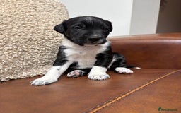 Mixed Breed dogs for sale: Beautiful mixed breed puppy - Image 2