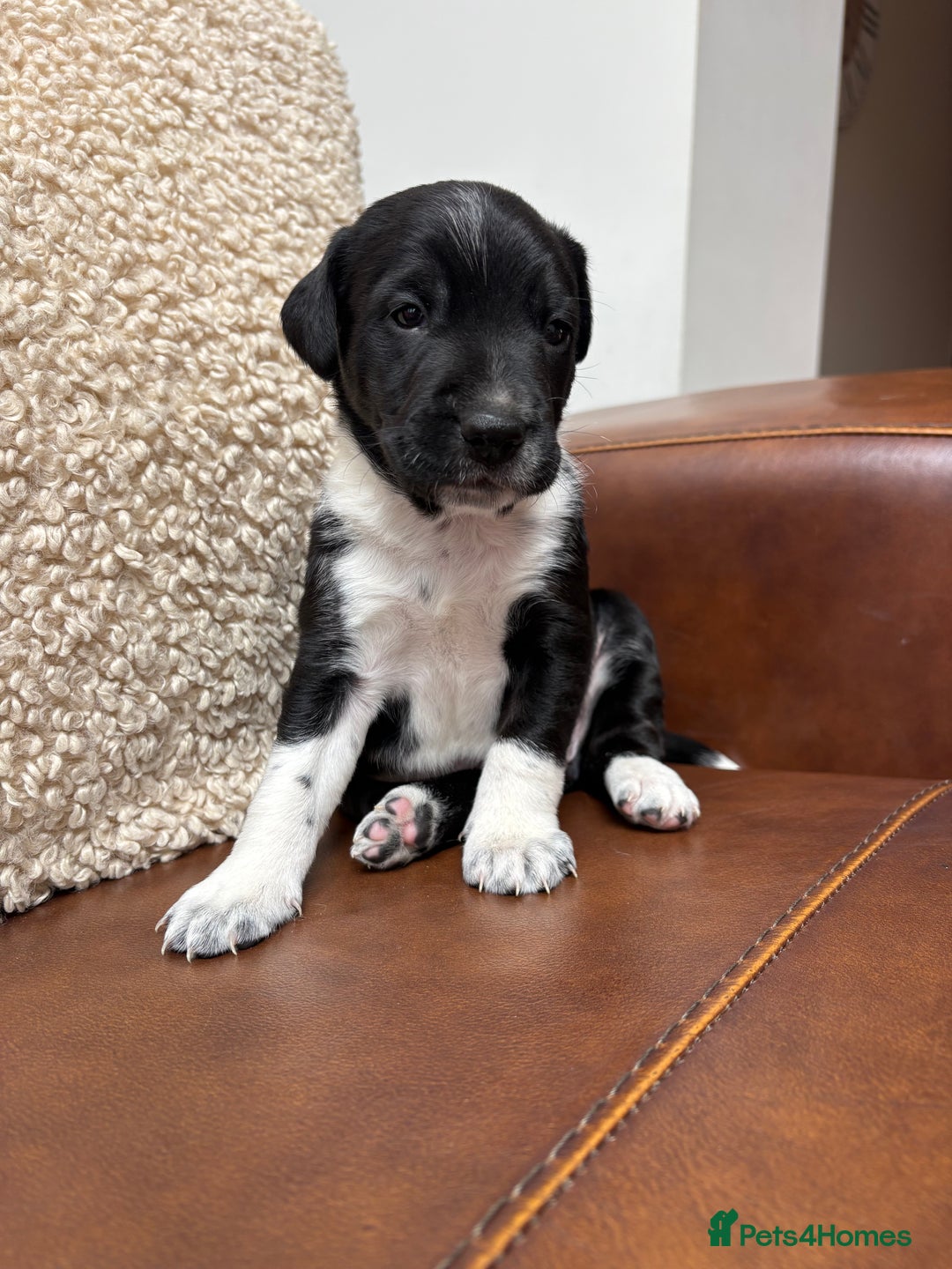 Mixed Breed dogs for sale: Beautiful mixed breed puppy - Image 2
