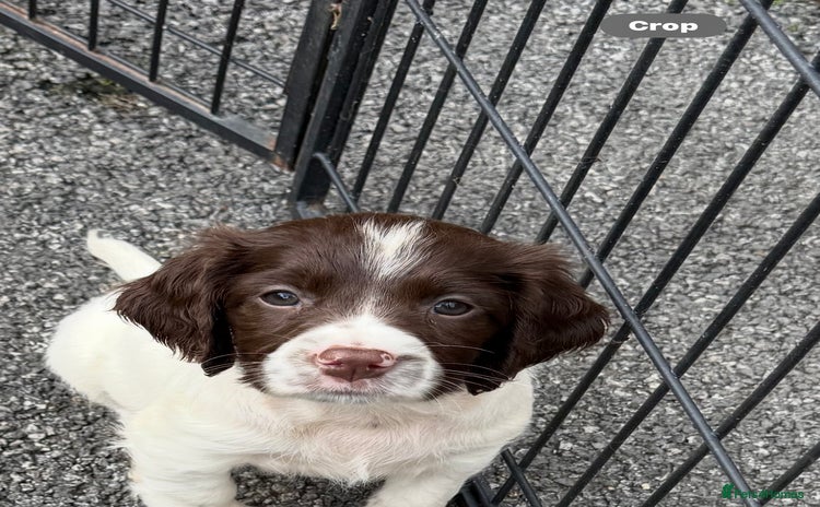 English Springer Spaniel dogs - Advert 2