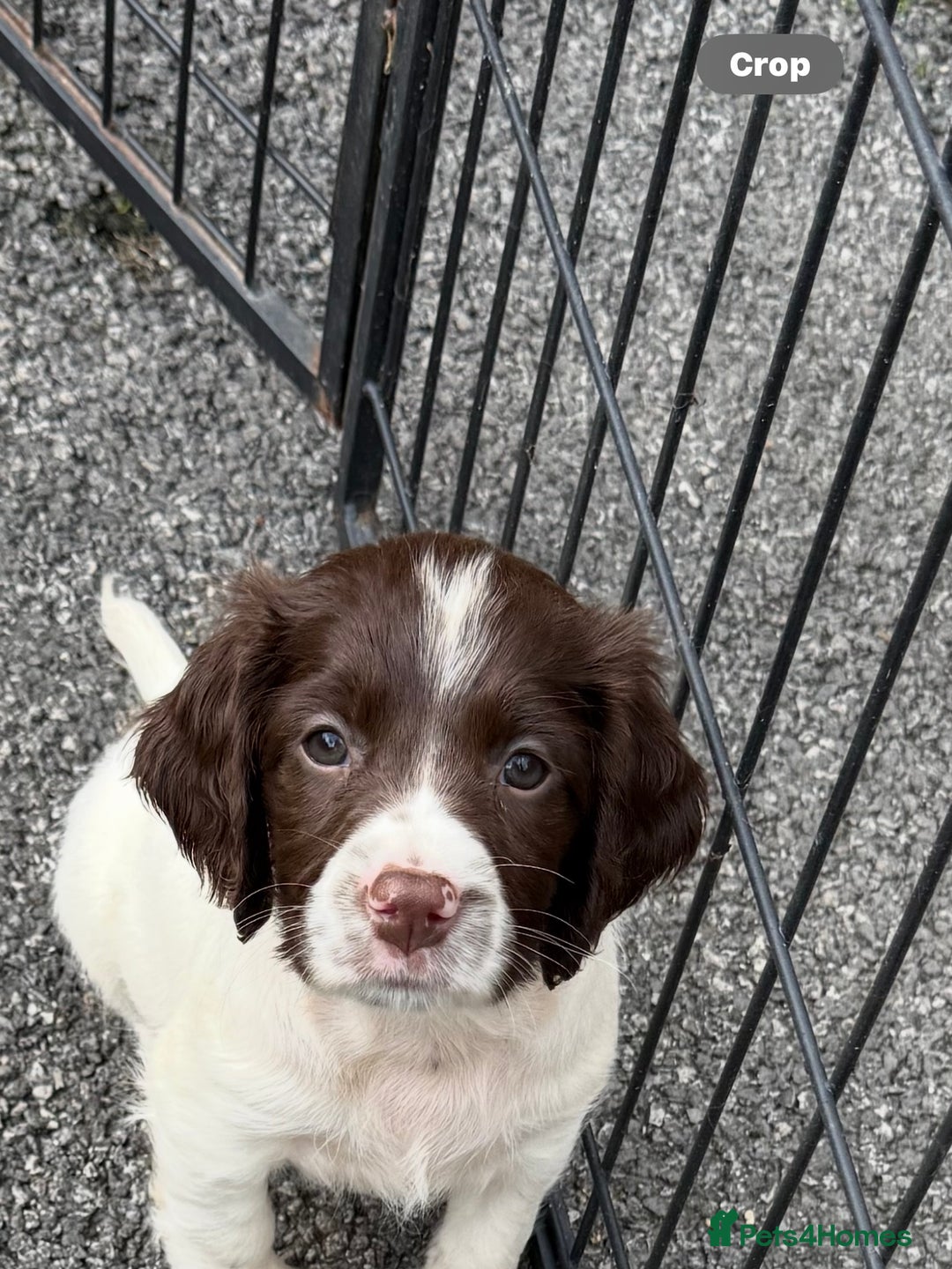 English Springer Spaniel dogs for sale: Stunning kc reg dna tested  - Image 1