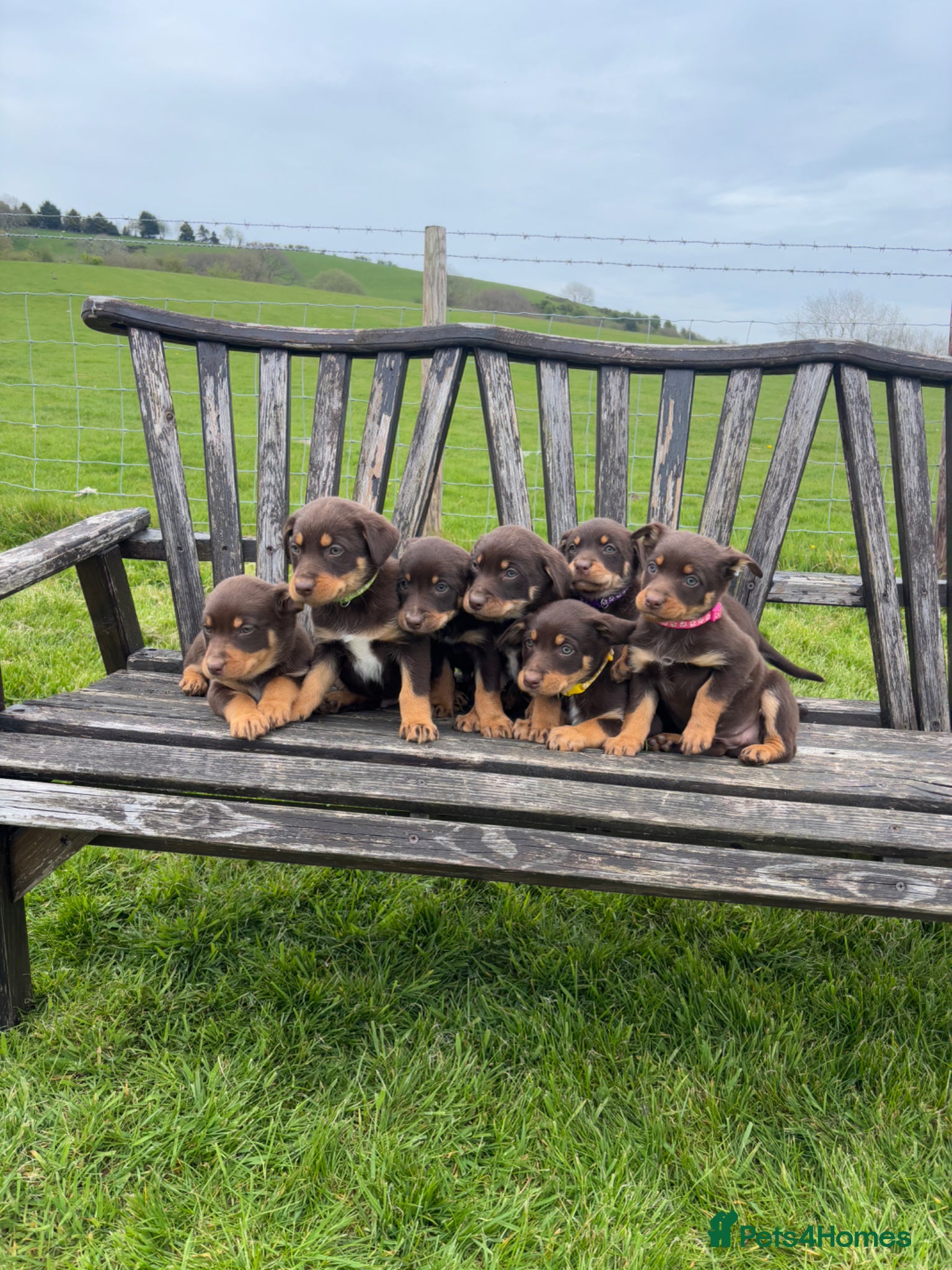 Australian Kelpie dogs Red and Tan Australian Kelpie Puppies - Advert 1
