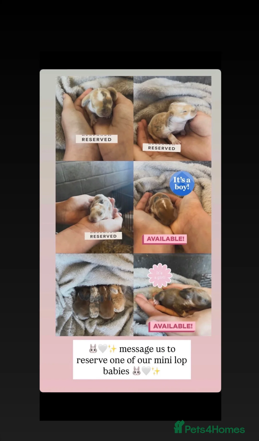 Mini Lop rabbits for sale: Stunning Mini Lop Babies Ready To Reserve 🐰🤍✨ - Advert 3