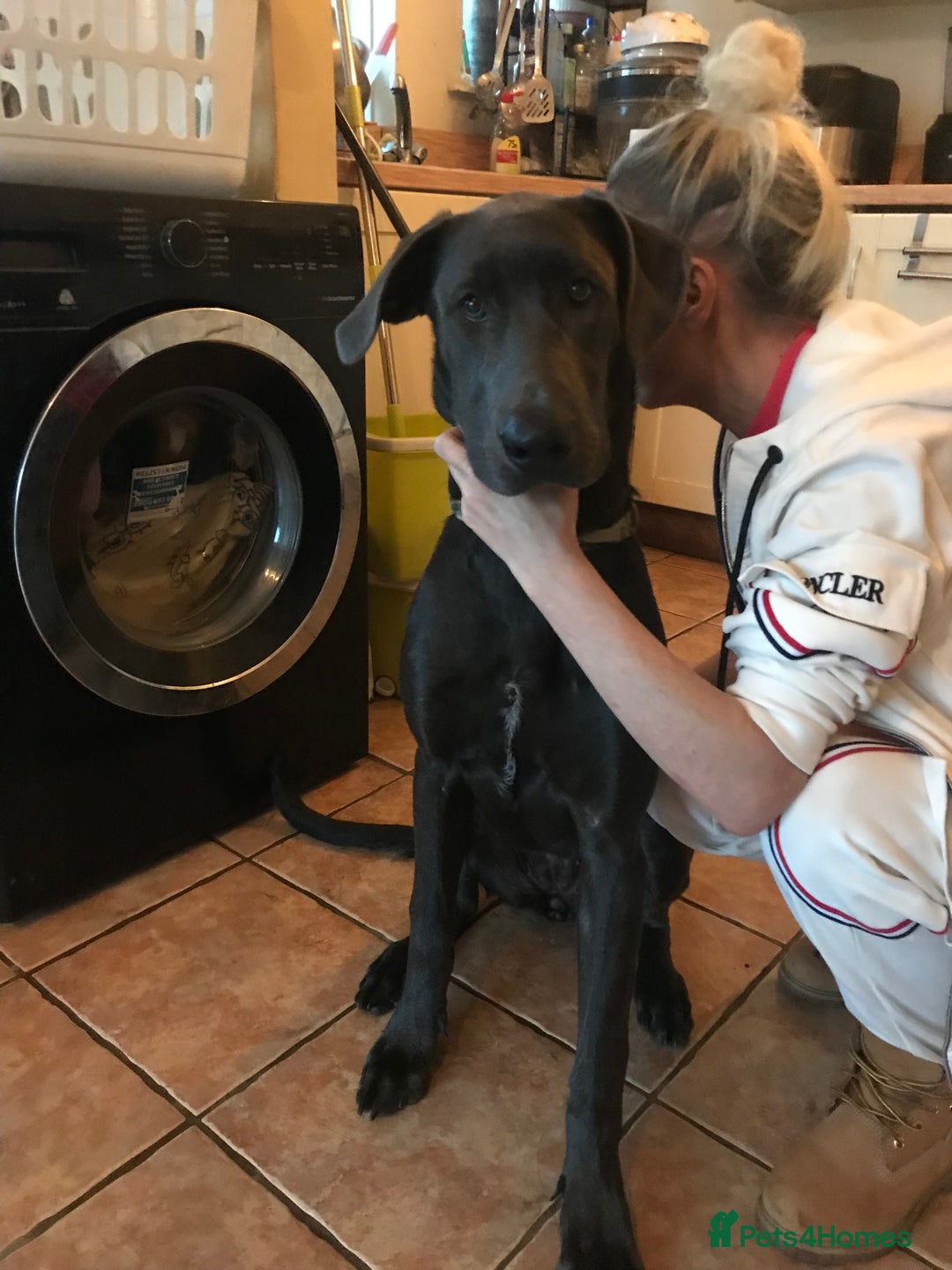 Mixed Breed dogs for sale: Very Unique Blue Great Shepard Puppies  - Image 2