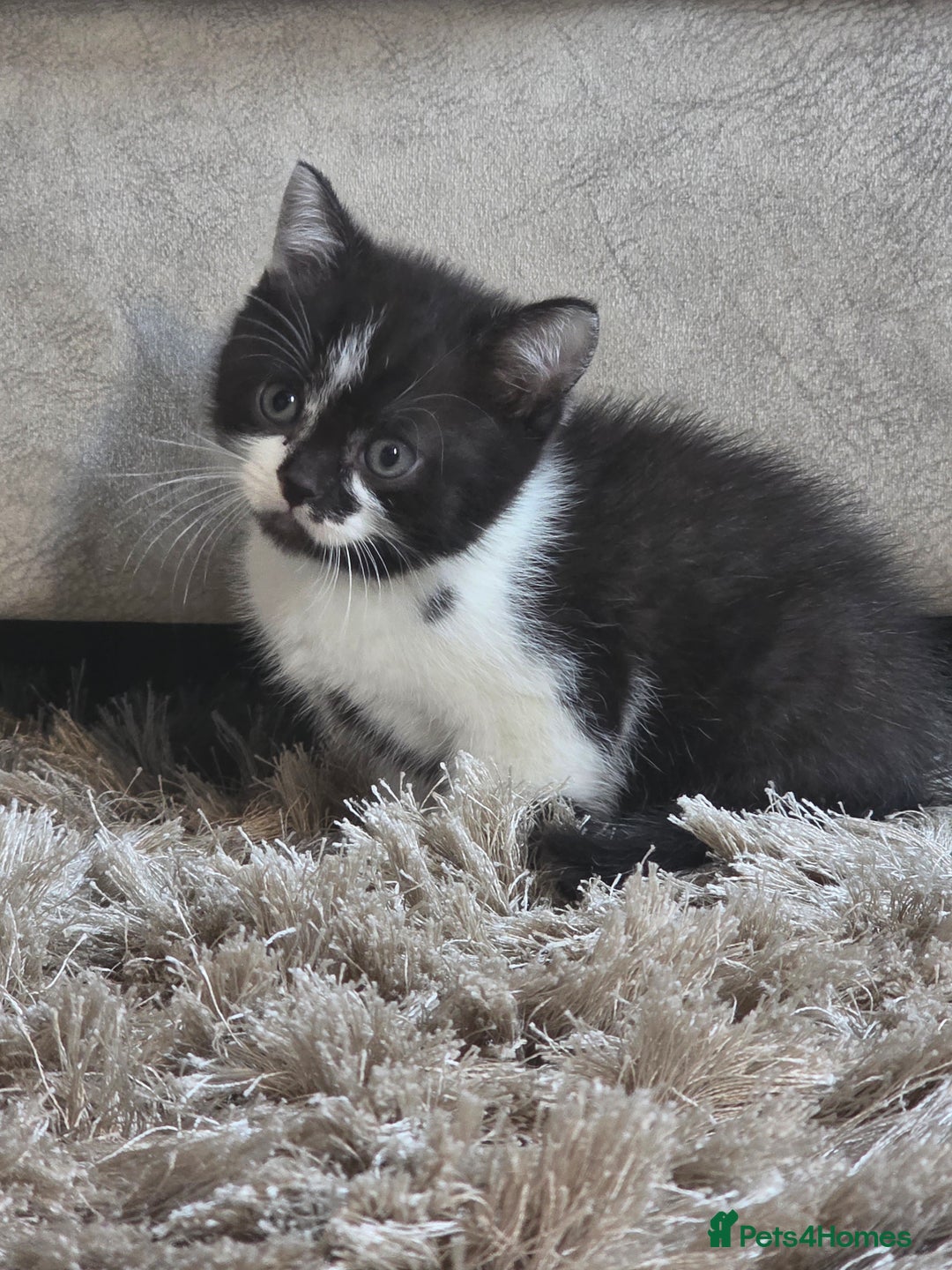 Mixed Breed cats for sale: Mum is a blue British shorthair  - Advert 6