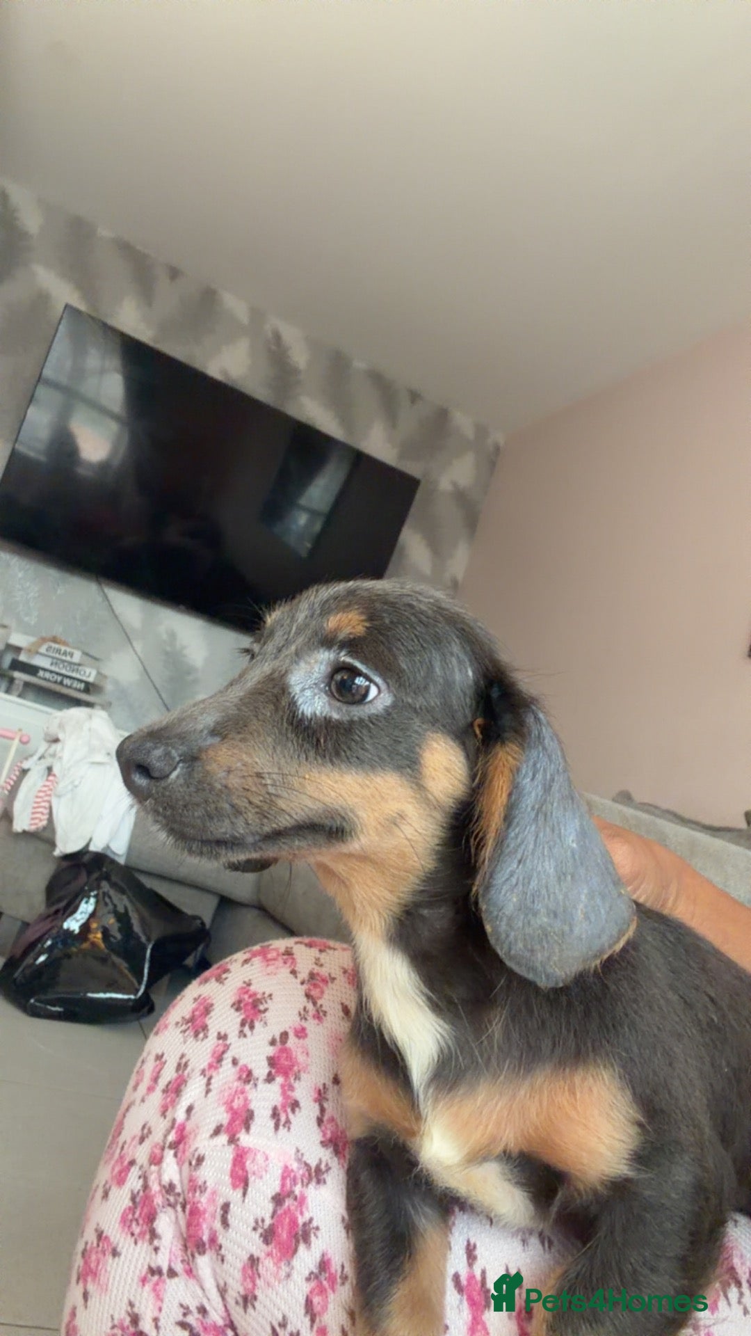 Miniature Dachshund dogs 5 Minature long haired Daxis  Looking for love  - Advert 2