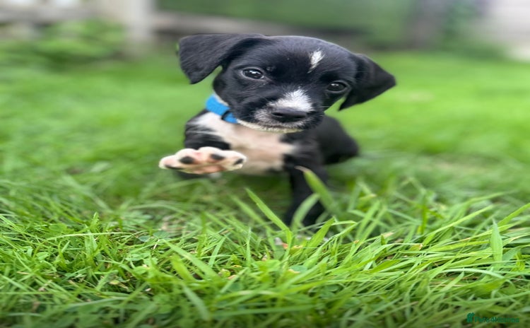 Mixed Breed dogs - Advert 1