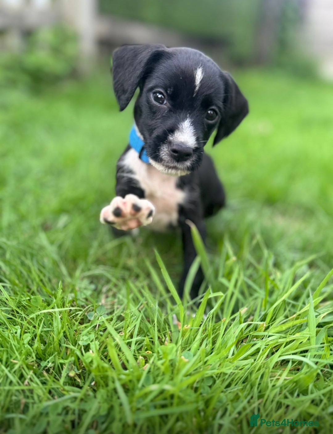 Mixed Breed dogs for sale: Pattendales cross ready now 🩷 - Image 1