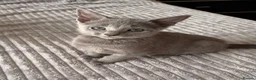 Russian Blue cats for sale: TICA Registered Russian Blue Kittens - Advert 6