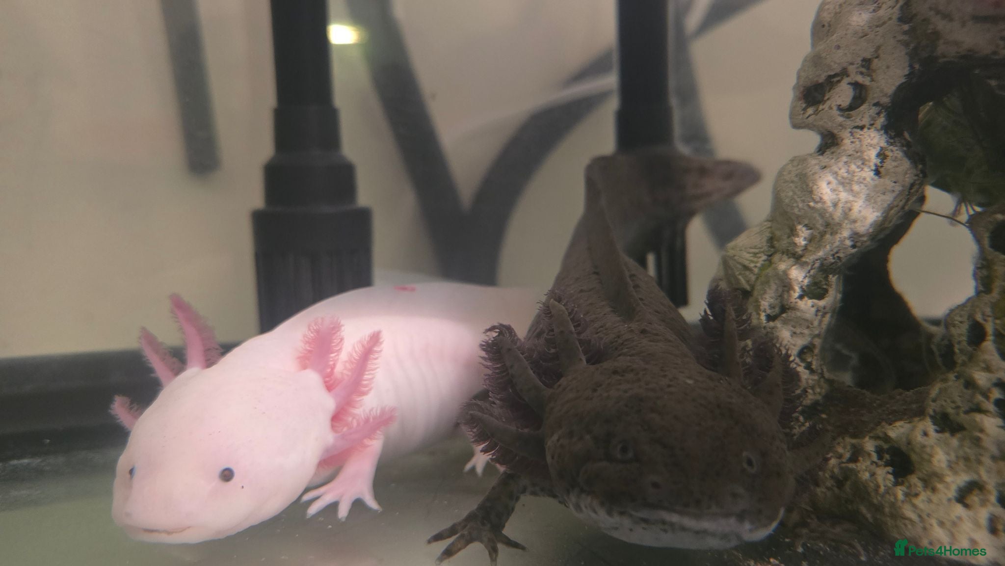 Other/Mixed Breed fish Axolotl babies - Advert 3