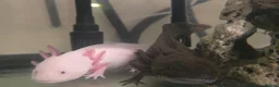 Other/Mixed Breed fish for sale: Axolotl babies in Stevenage - Advert 1