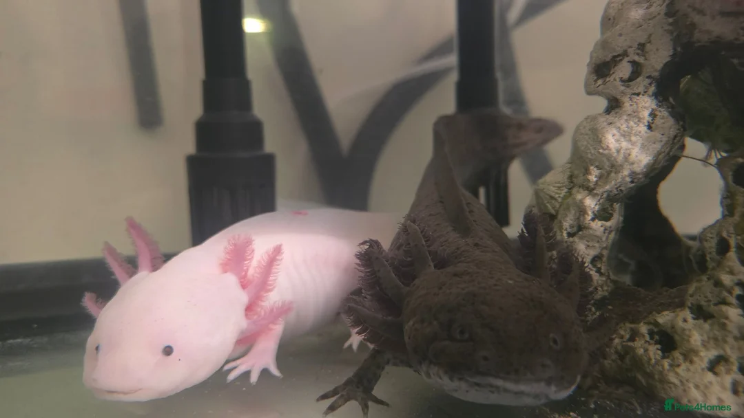 Other/Mixed Breed fish for sale: Axolotl babies in Stevenage - Advert 1