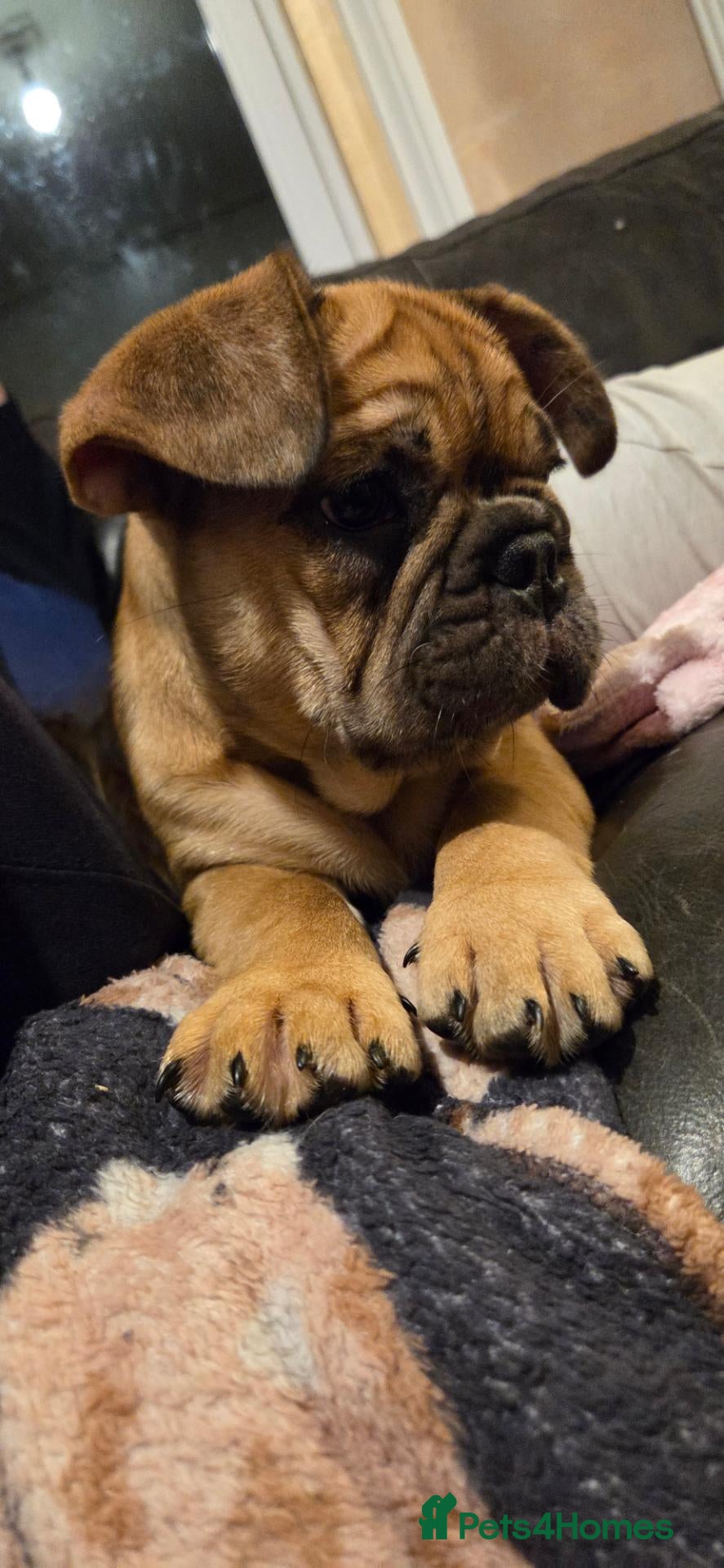 French Bulldog dogs for sale: *BOY READY NOW* French bull dog fluffy rope puppy - Advert 17
