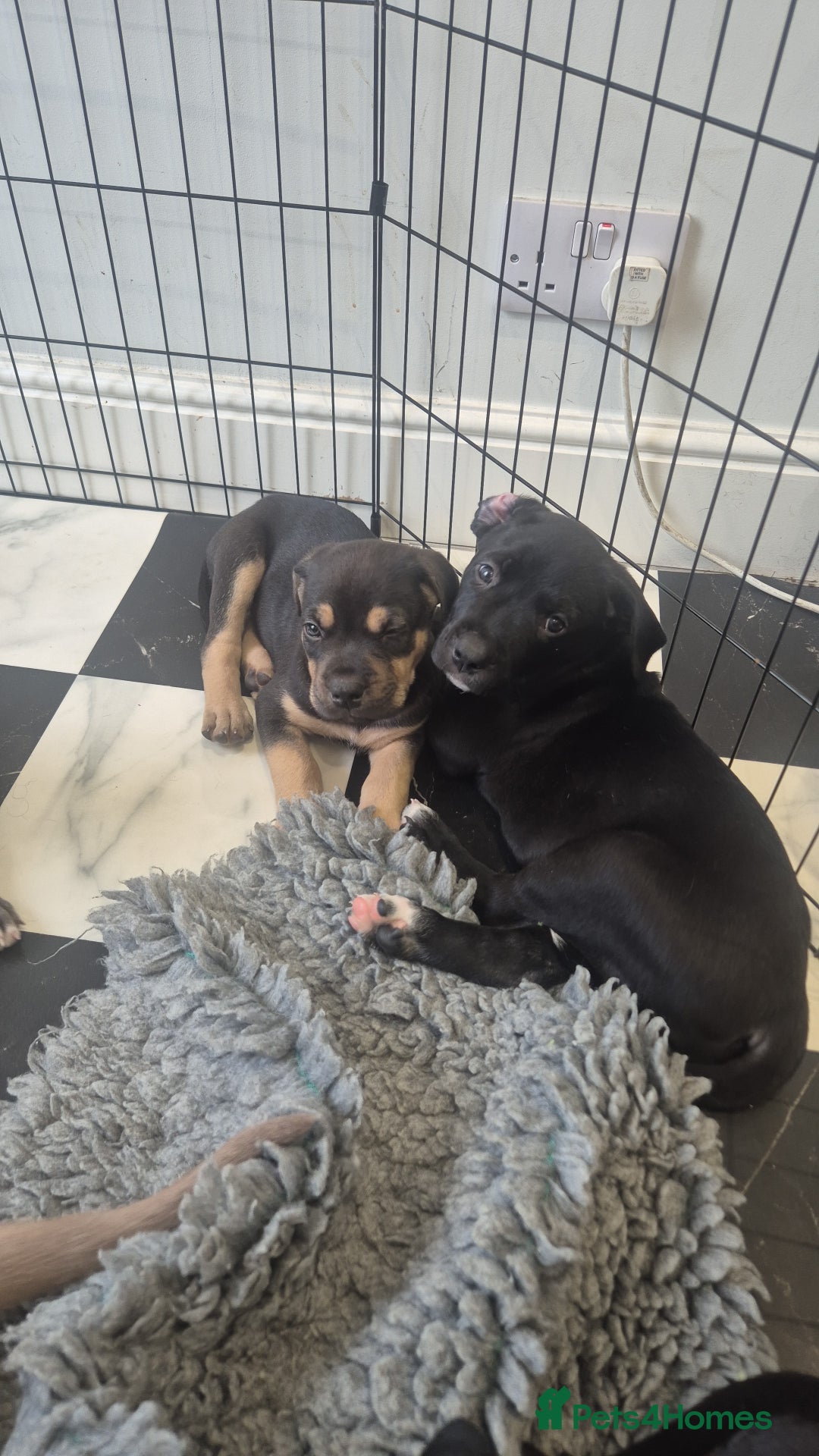 American Bully dogs for sale: American Bully Pups for sale - Image 21