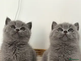 British Shorthair cats Blue BSH kittens excellent quality Tica reg - Advert 1
