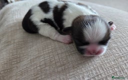 Shih Tzu dogs for sale: Shih tzu puppies  - Image 6