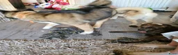 Mixed Breed dogs for sale: akita german shepherd husky cross for rehousing in Birmingham - Advert 5