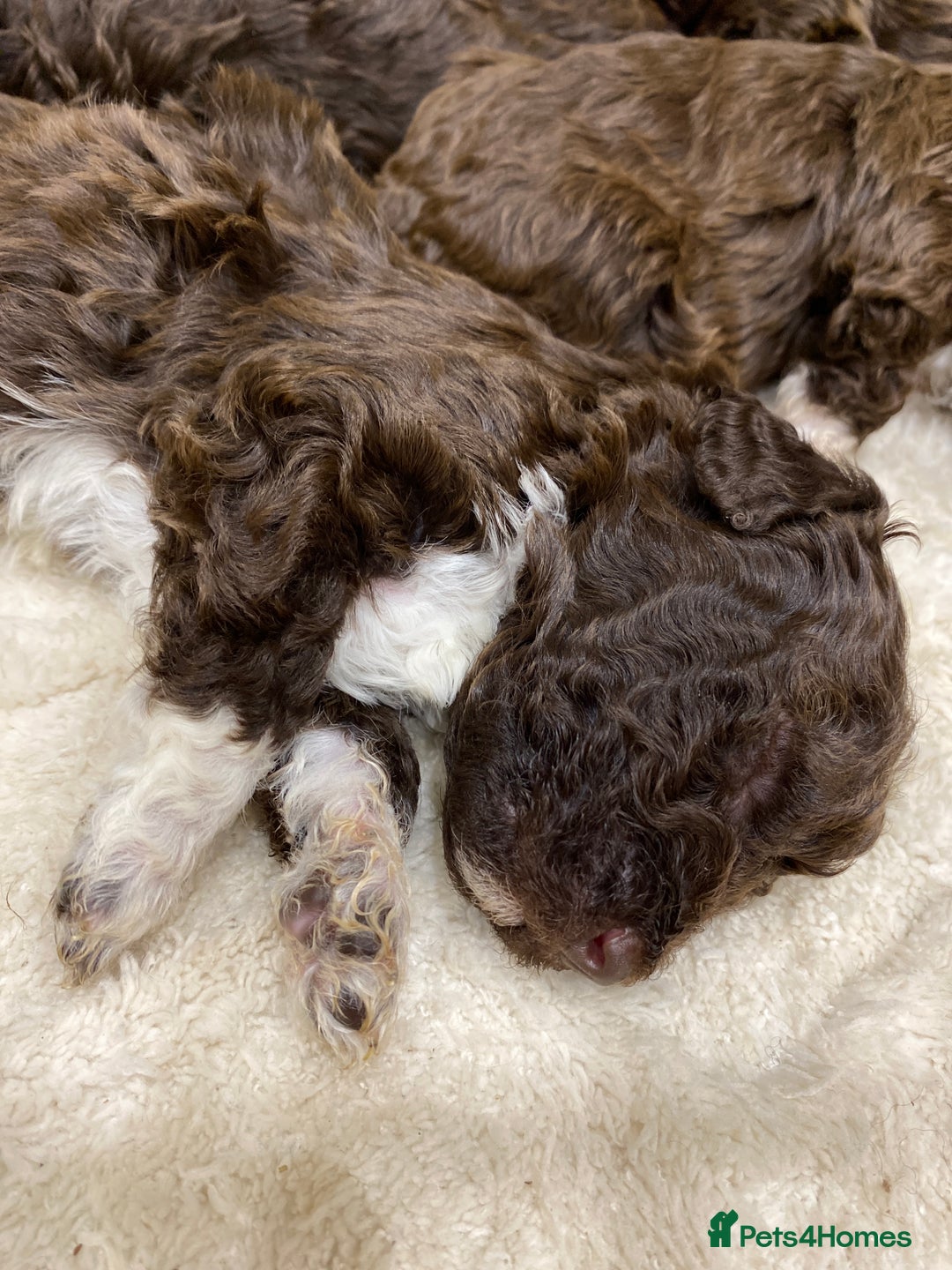 Lagotto Romagnolo dogs for sale: Lagotto Romagnolo puppies  - Advert 18