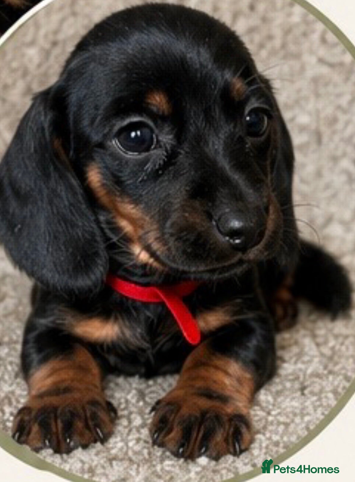 Dachshund dogs 1 Beautiful Female Dachshund Puppy Left - Advert 9
