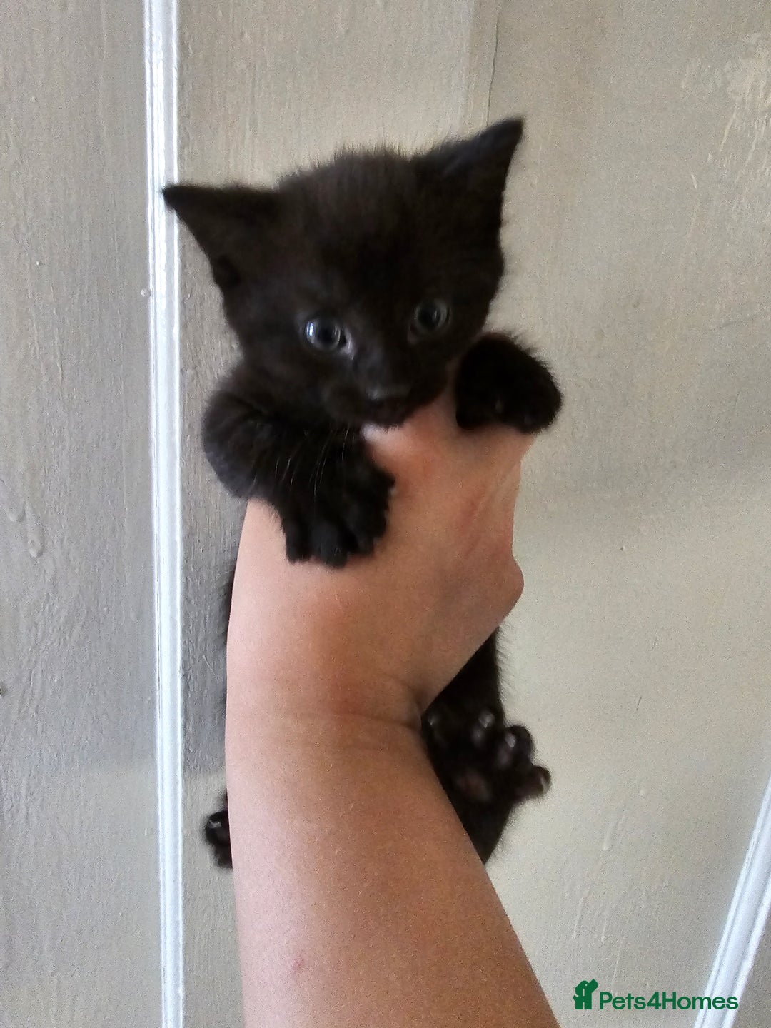 Mixed Breed cats for sale: Kittens for sale ready to leave to good homes  - Image 11
