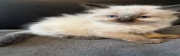 Ragdoll cats for sale: Stunning seal ragdoll male ready soon  - Advert 7