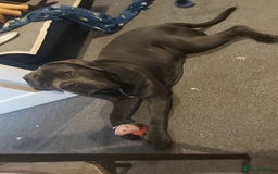 Cane Corso dogs for stud: Enzo perfect stud - Image 3