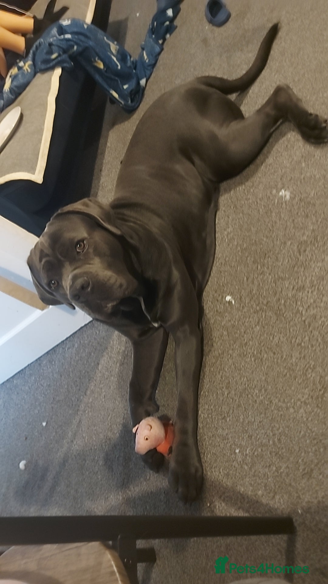 Cane Corso dogs for stud: Enzo perfect stud - Image 3