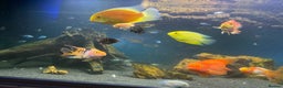 Other/Mixed Breed fish for sale: Loads of fish for sale  - Advert 1