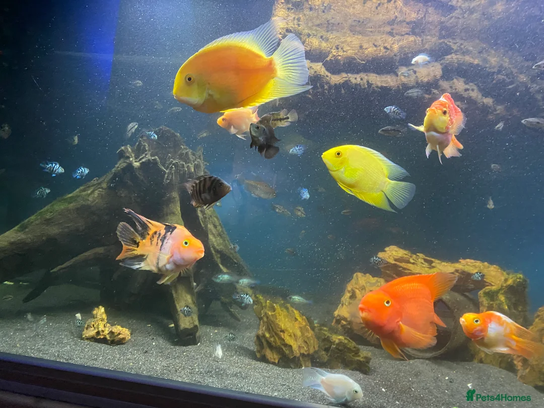 Other/Mixed Breed fish for sale: Fish and turtle for sale - Advert 1