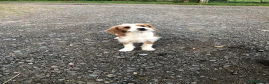 Jackapoo 1