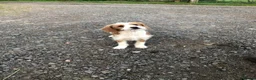 Jackapoo dogs for sale: FULLY VACCINATED AND HEALTH CHECKED JACKAPOO - Advert 7