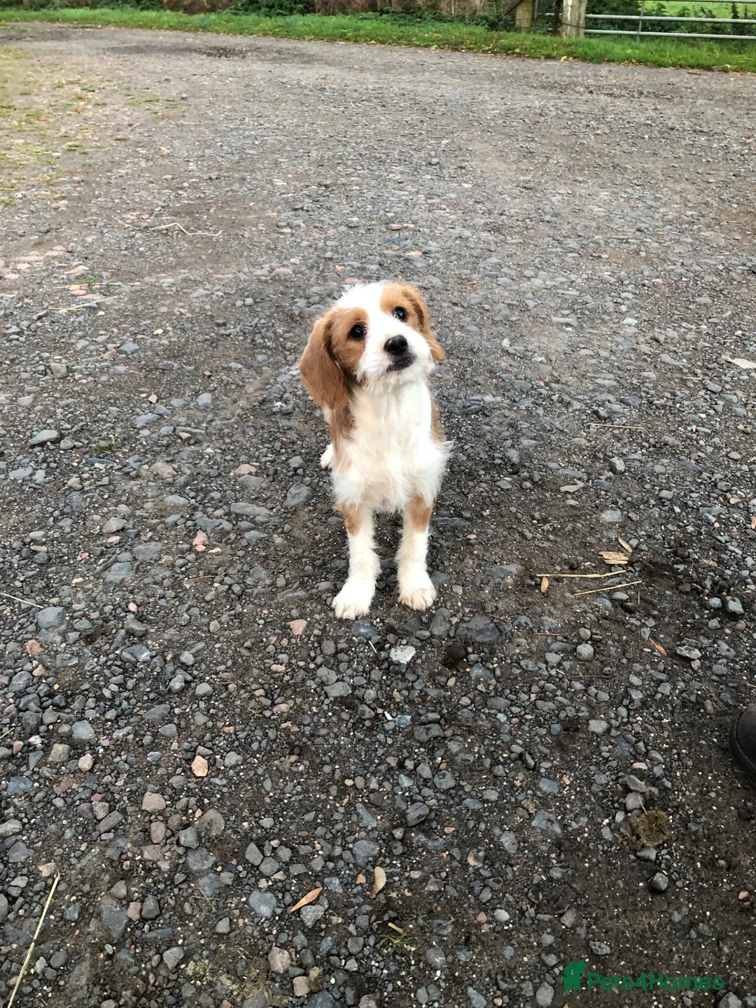 Jackapoo dogs for sale: FULLY VACCINATED AND HEALTH CHECKED JACKAPOO - Advert 7