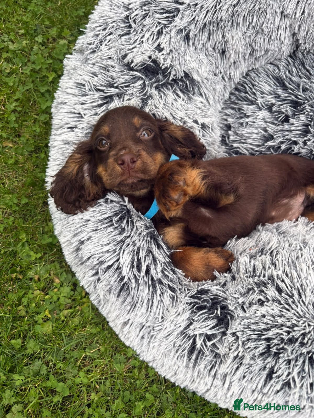 Cocker Spaniel dogs 🐾Beautiful cocker spaniel puppy’s 🐾 - Advert 1