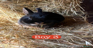 Netherland Dwarf rabbits in Manchester - Advert 9