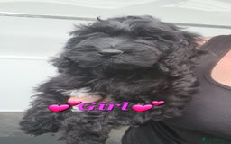 Cockapoo dogs for sale: Beautiful F1 Cockapoos- Ready Now  - Image 21