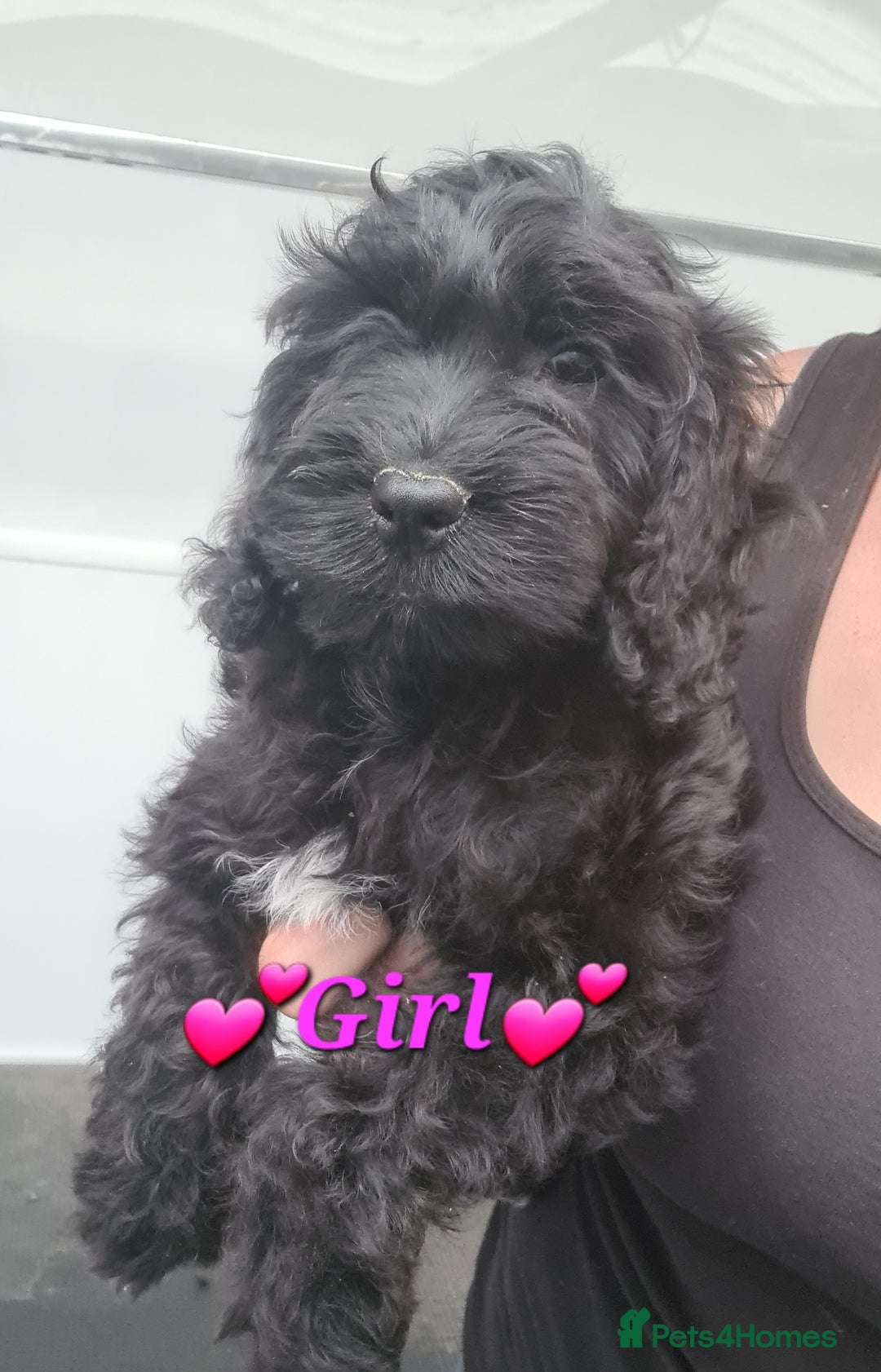 Cockapoo dogs for sale: Beautiful F1 Cockapoos- Ready Now  - Image 21