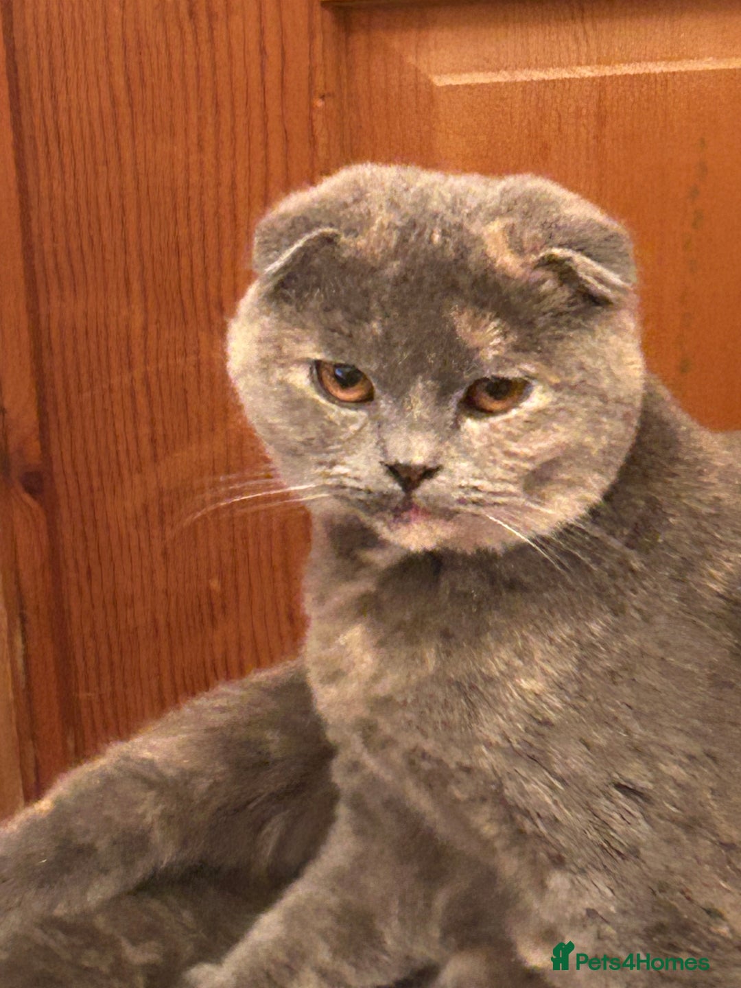 Scottish Fold cats for sale: 🌸🌸 Scottish Fold 7months Female 🌸🌸 - Advert 3