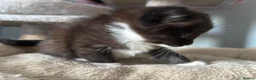 Mixed Breed cats for sale: Long‑Haired Ragdoll Cross Tortoiseshell Kittens - Advert 2