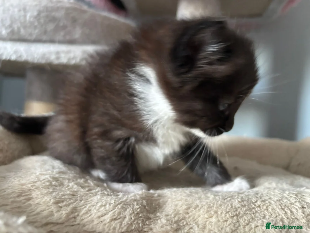 Mixed Breed cats for sale: Long‑Haired Ragdoll Cross Tortoiseshell Kittens - Advert 2