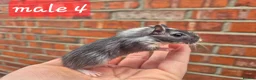 Gerbil rodents for sale: 8 gerbils looking for homes - Advert 7