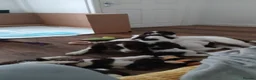 English Springer Spaniel dogs for sale: English springer spaniel puppies  - Advert 22
