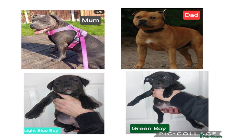 Staffordshire Bull Terrier dogs Quality KC SBT Boys - Advert 3