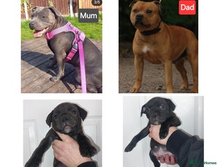 Staffordshire Bull Terrier dogs Quality KC SBT Boys - Advert 2