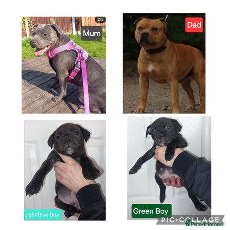 Staffordshire Bull Terrier dogs Quality KC SBT Boys - Advert 3