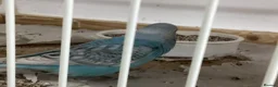 Budgerigars birds for sale: New baby budgies ready next week  - Advert 3
