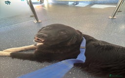 Mixed Breed dogs for adoption: Koby 6 shepherd mix Macedonian rescue - Image 2
